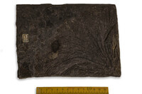 F 01450
<br/>
<br/>
<em></em>